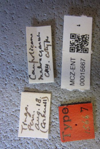 Media type: image;   Entomology 15667 Aspect: labels